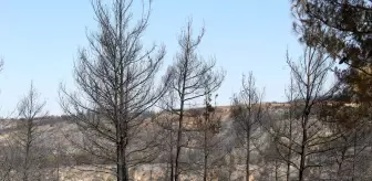 Tavas'taki yangın kontrol altına alındı