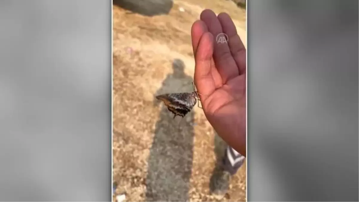 Son dakika haberi! Yangın bölgesindeki kelebeğe yardım eli