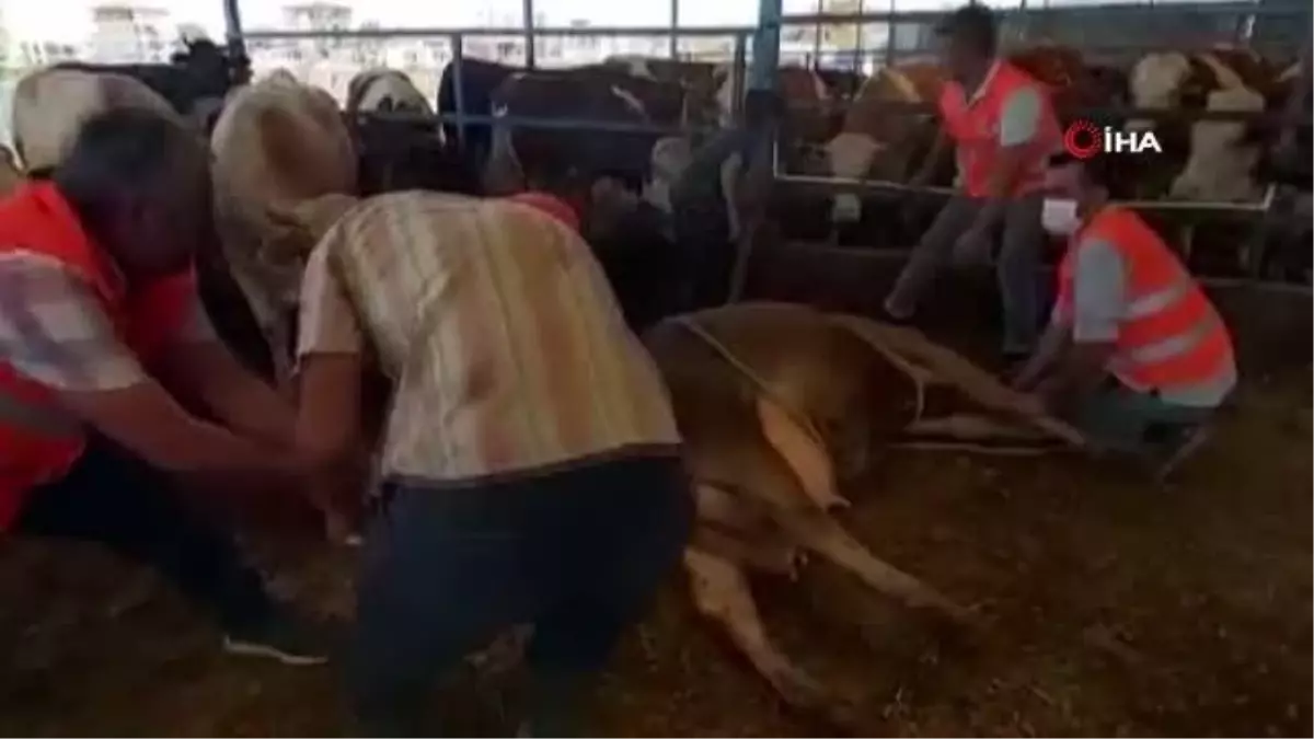 Yangından kurtarılan gebe inek sağlıklı şekilde doğum yaptı