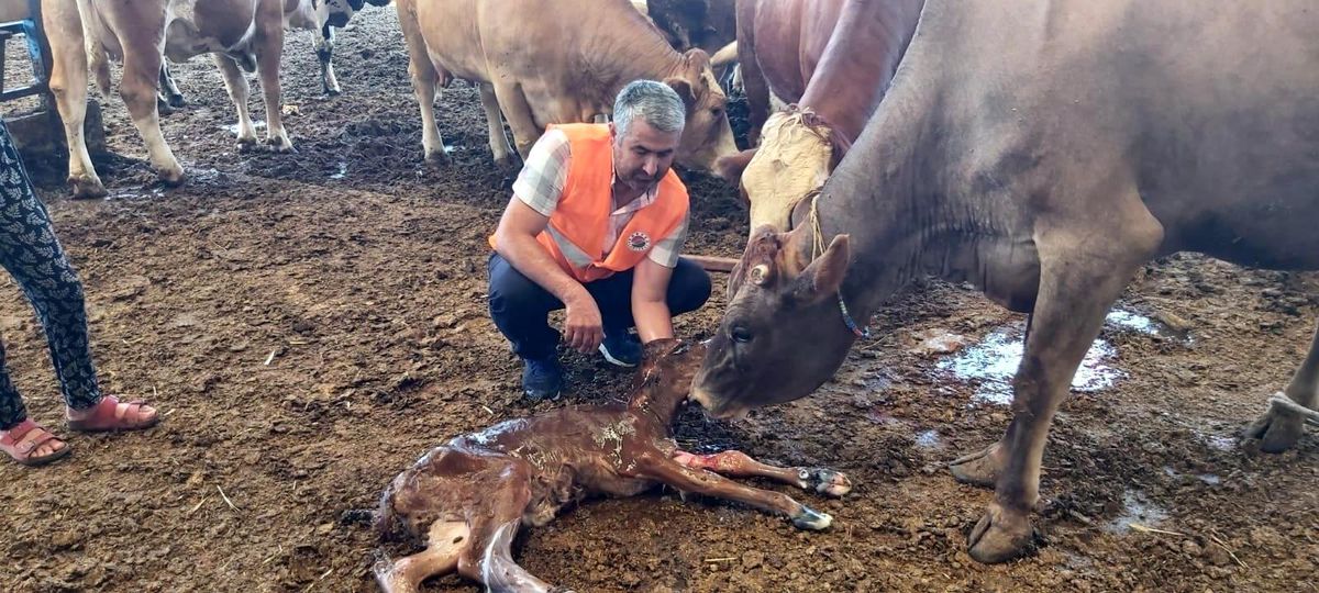 Yangından kurtarılan gebe inek sağlıklı şekilde doğum yaptı