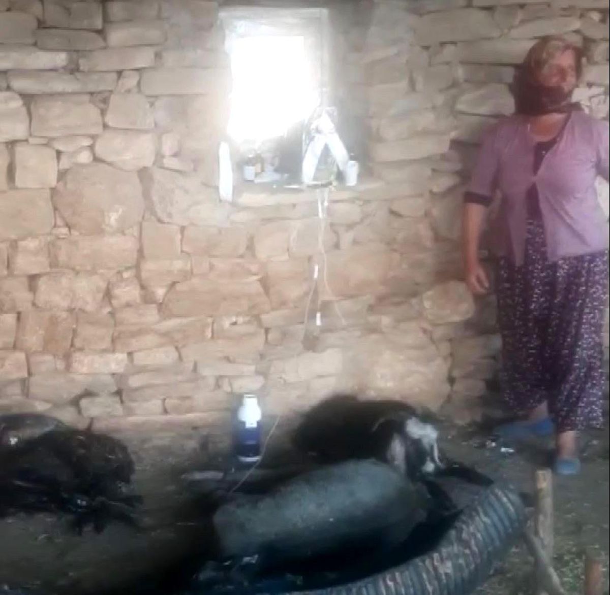 6 gün alevlerin arasında mahsur kalan keçi, kurtarıldıktan sonra litrelerce suyu kana kana içti