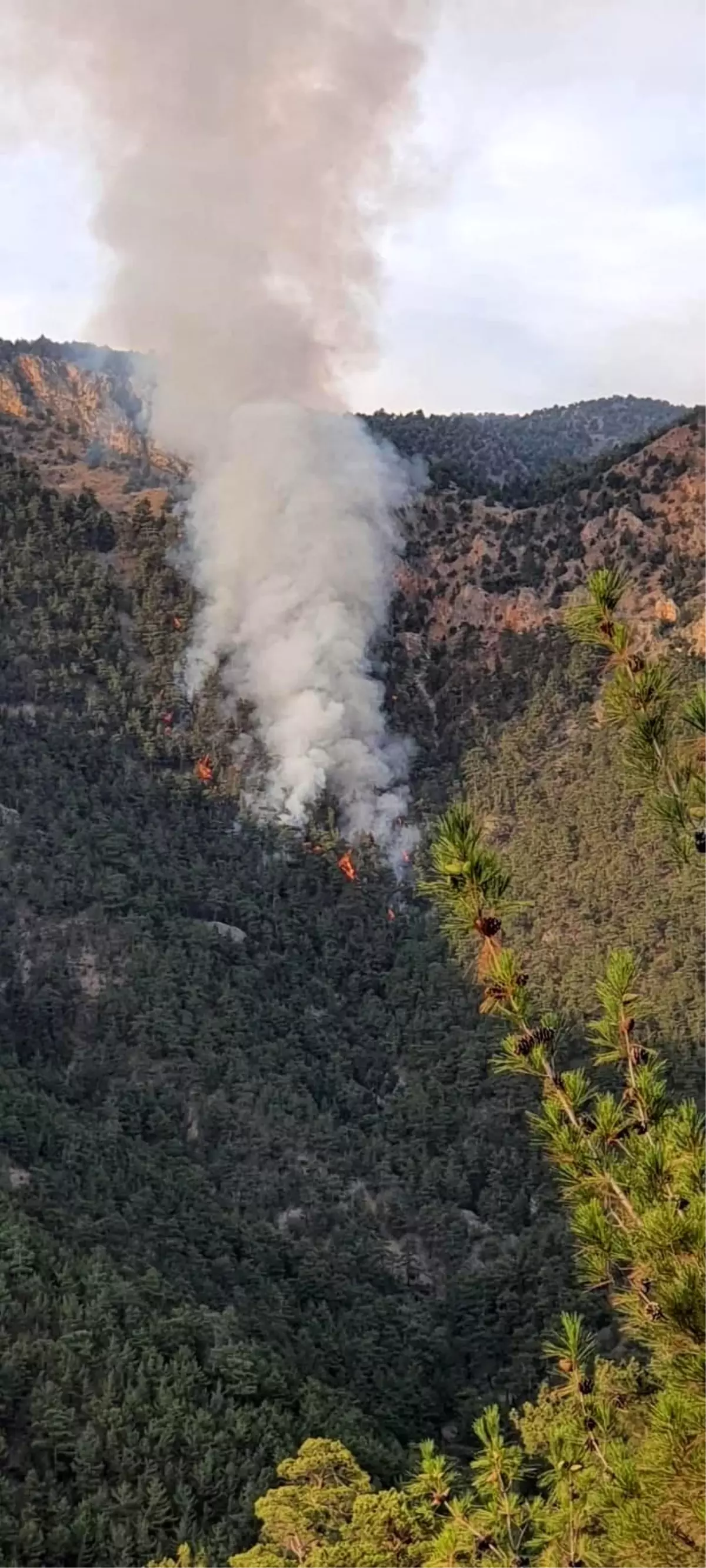 Son dakika haberleri | Adana\'nın Saimbeyli ilçesinde orman yangını