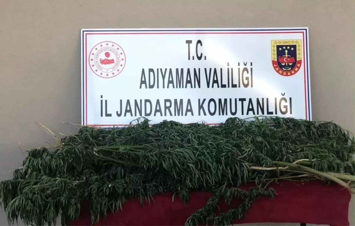 Adıyaman\'da 75 kök Hint keneviri ele geçirildi