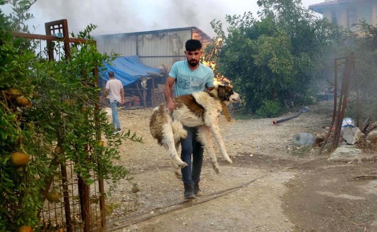 "Afet bölgelerinde ilk yardımı mutlaka görevli veteriner uygulamalı"