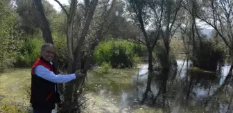 Bigadiç'te göletlere balık yavrusu bırakıldı