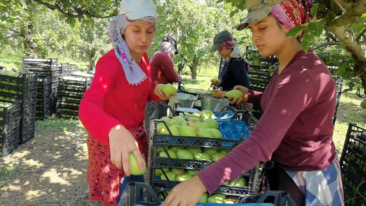 Bursa\'da armut hasadında fiyatlar çiftçiyi mutlu etti