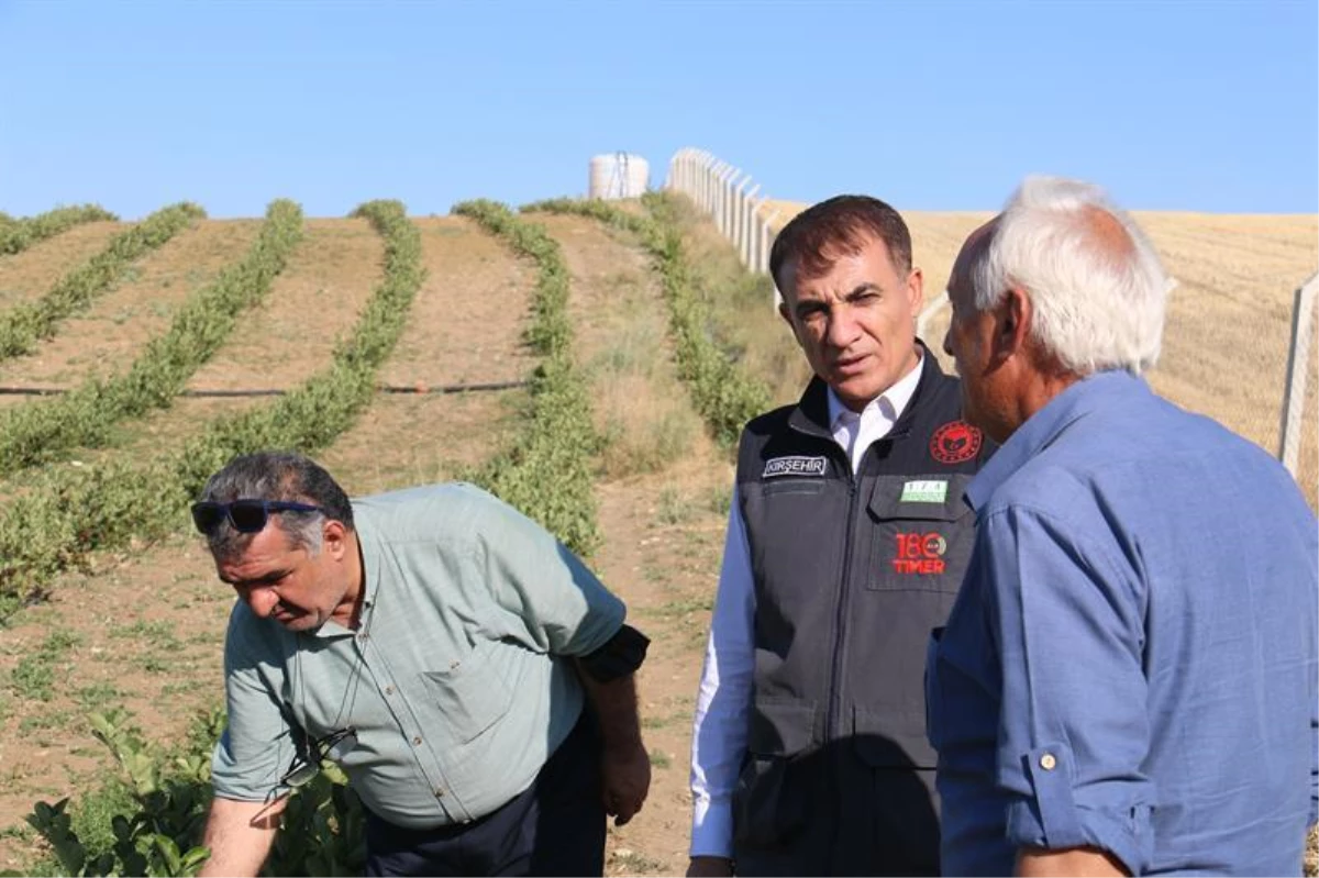 Kırşehir\'de deneme ekimi yapılan aronyanın hasadına başlanıyor