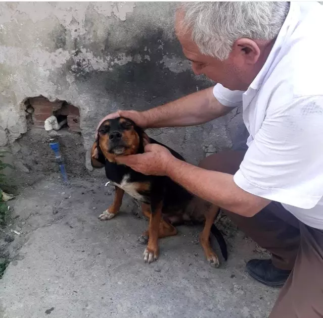 İzleyenlerin içi sızladı! Köpeği göz göre göre ezip, arkasına bile bakmadan kaçtı İzleyenlerin içi sızladı! Köpeği göz göre göre ezip, arkasına bile bakmadan kaçtı