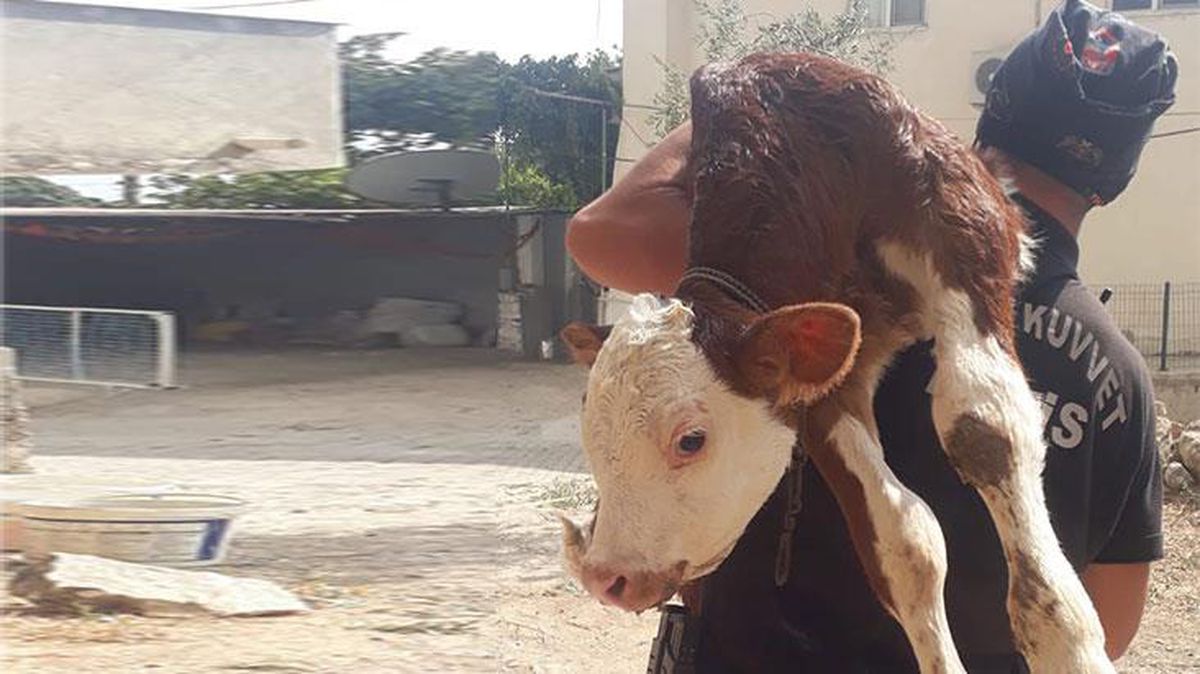 Polis memuru, minik buzağıyı sırtına alıp alevlerden kurtardı