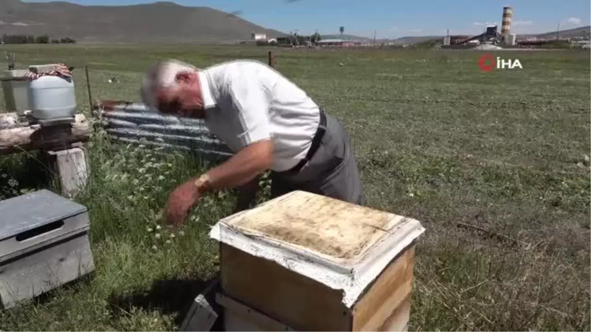 Kuraklık nedeniyle arıların geleceği tehlike altında