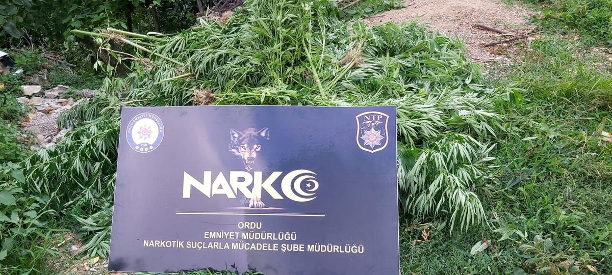 Ordu\'da uyuşturucu operasyonları