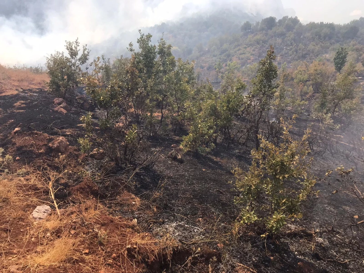Son dakika haber... Siirt\'te çıkan örtü yangınında 10 hektar alan zarar gördü
