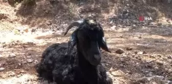 Son dakika gündem: Sütçüler'deki yangında alevler arasından kurtarılan 3 keçi tedavi edildi