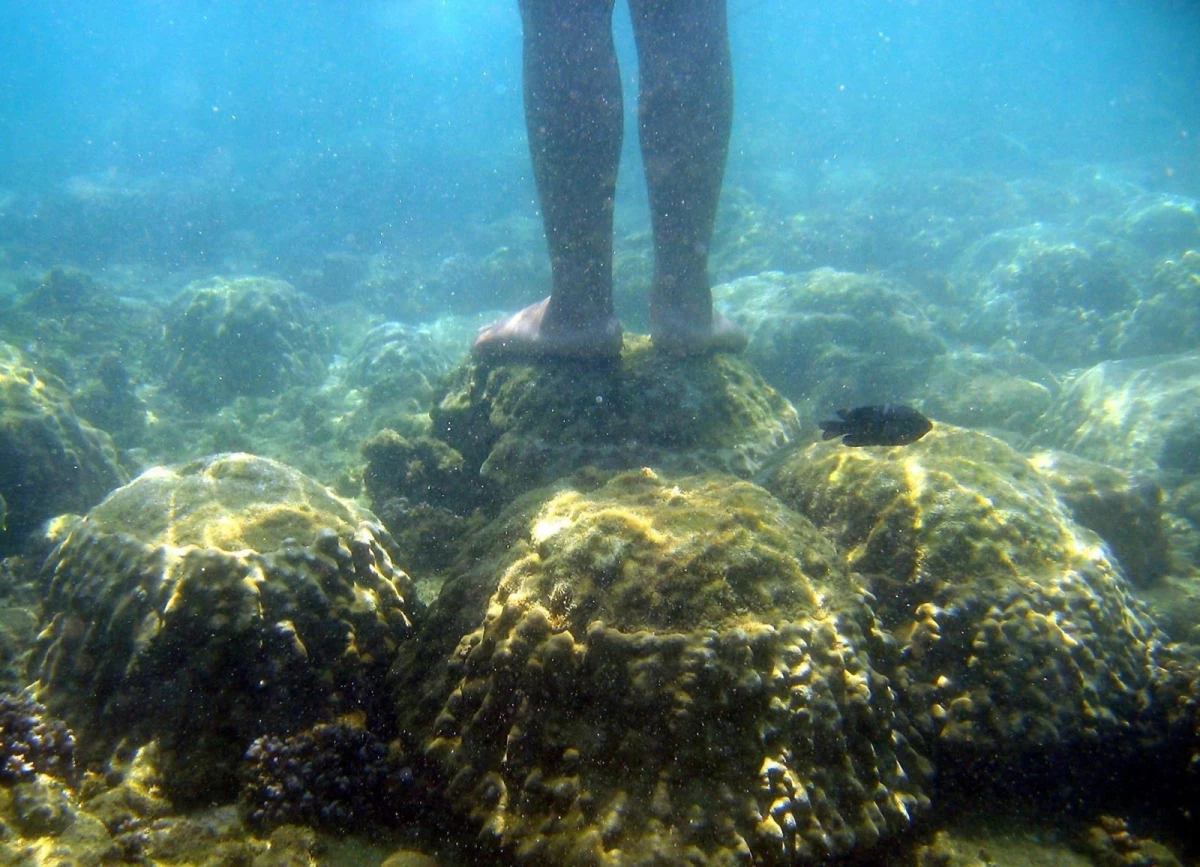 Tayland\'dan mercanlara zarar veren kimyasal içerikli güneş kremlerine yasak