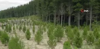 TOBB Başkanı Hisarcıklıoğlu'ndan 'Her üyemiz için bir fidan' kampanyası