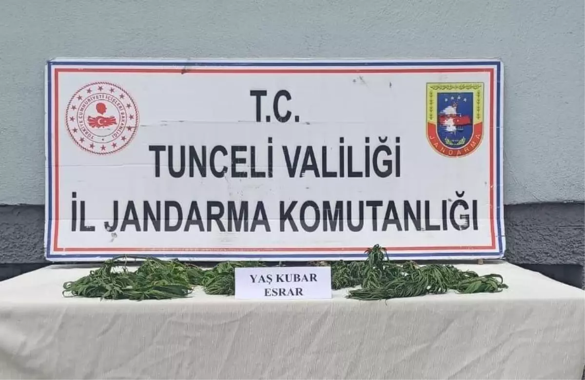 Son dakika haber... Tunceli\'de bir kişi evinde esrar yetiştirdiği iddiasıyla gözaltına alındı