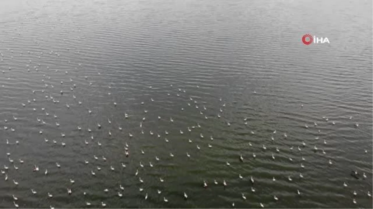 Son dakika haberleri! Van Gölü Havzası\'nın narin kuşları flamingolar görsel şölen sunuyor