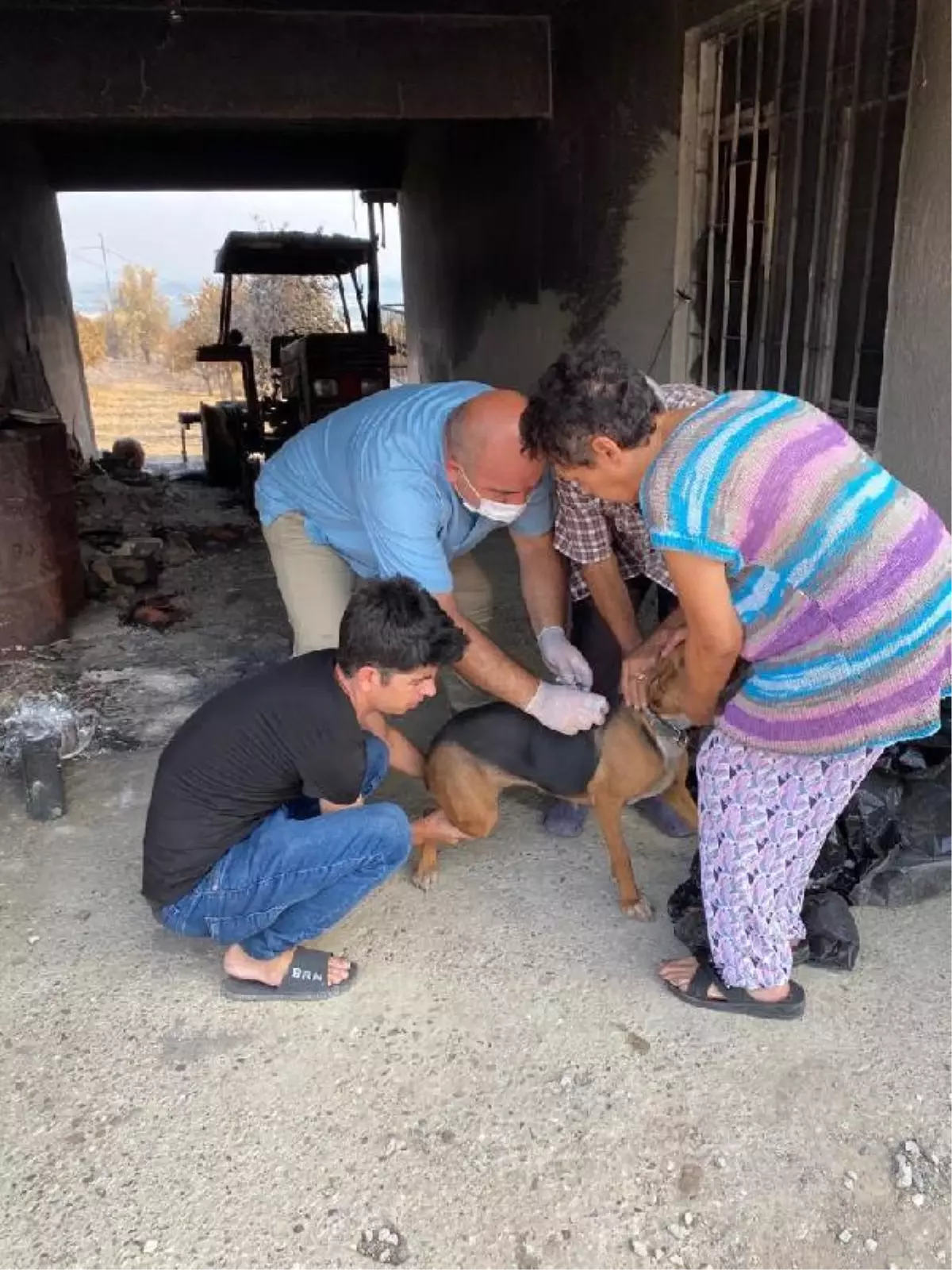 Son dakika haber | Veterinerler yangından etkilenen hayvanların yaralarını sarıyor