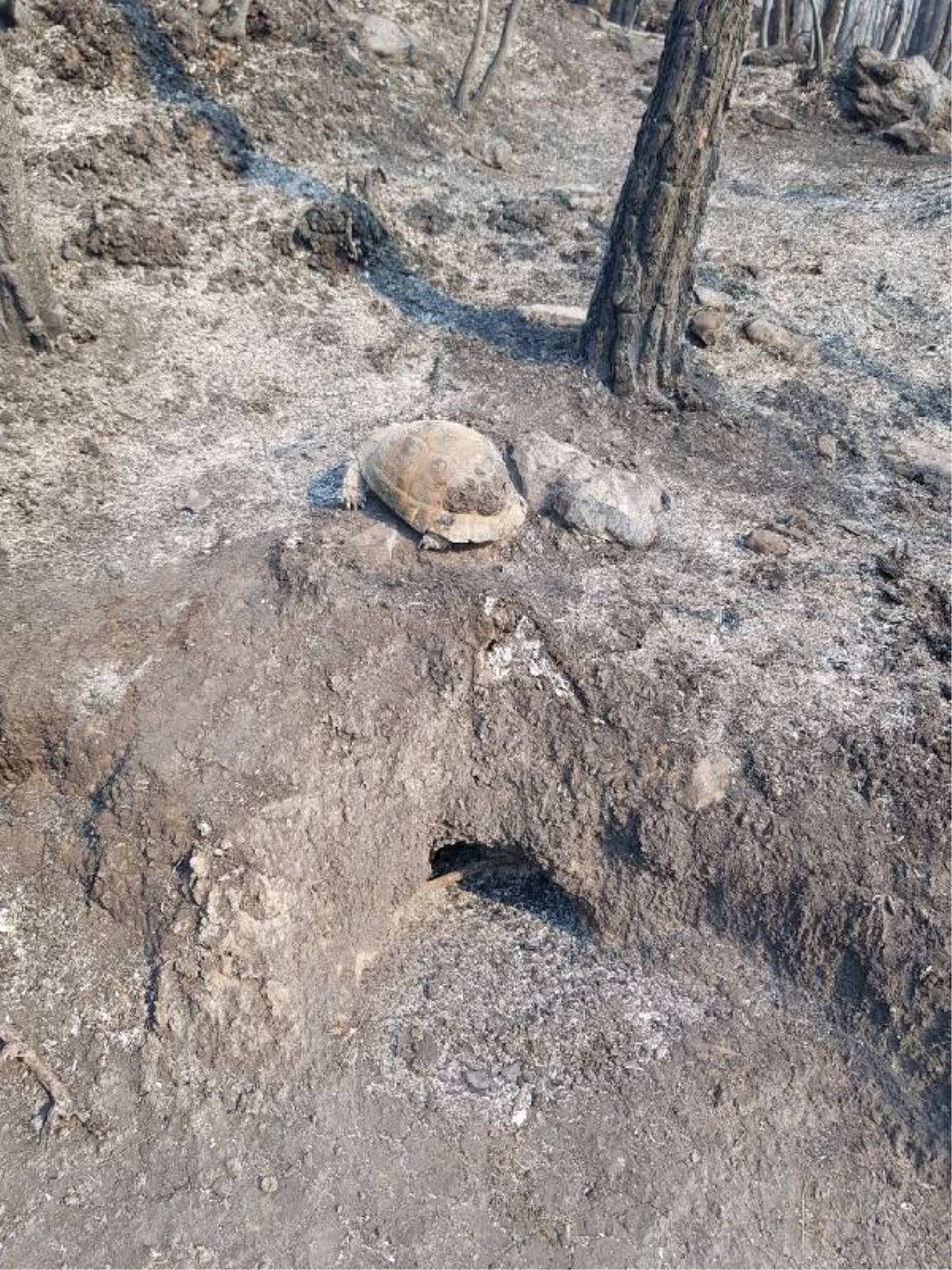 A tortoise that hid in a tree hole survived the fire unharmed in Antalya