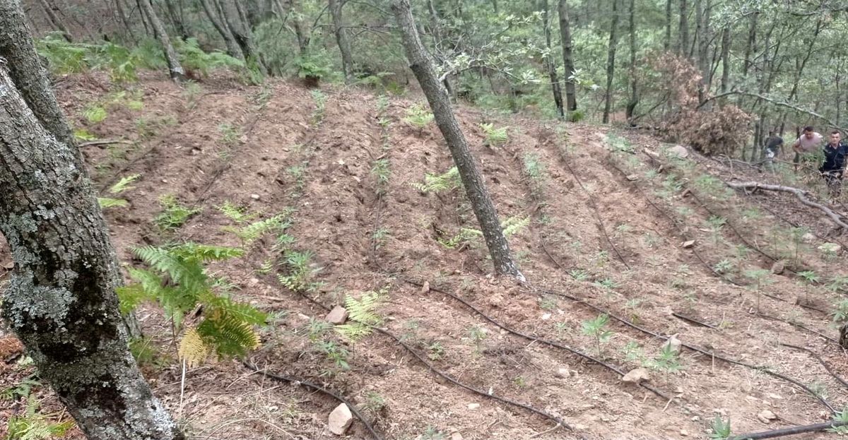 Alaşehir\'de bin 211 kök kenevir bitkisi ele geçirildi