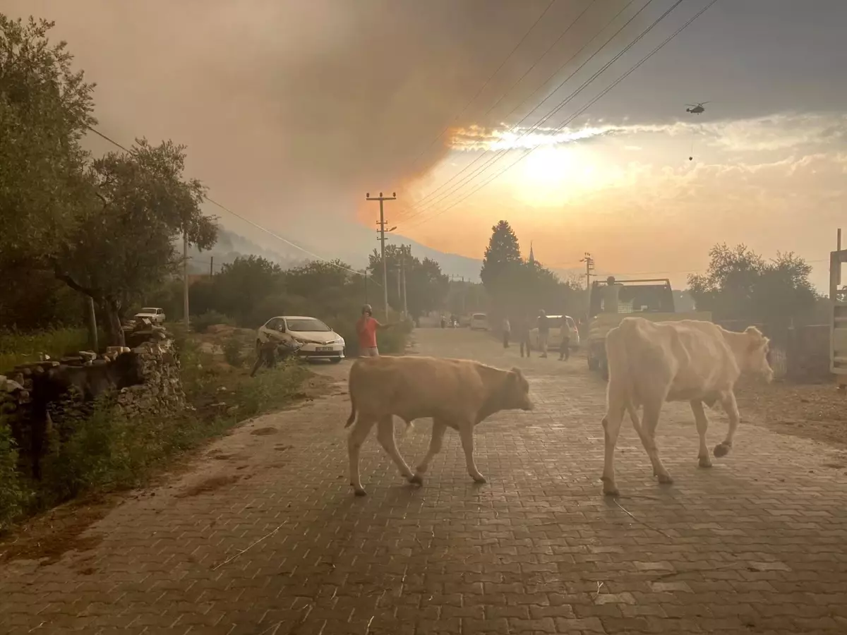 Alevler arasında kalan hayvanların çaresizliği