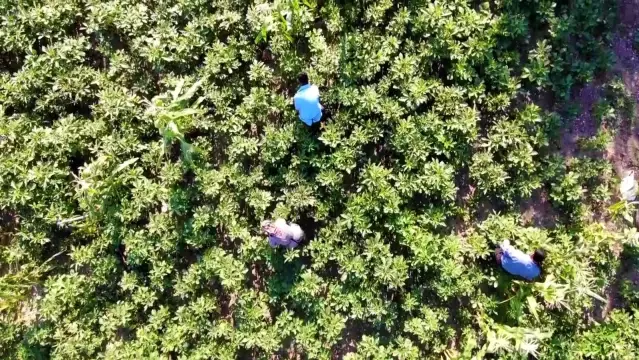 Bamya çiçeği hasadına başlandı! Kurusunun kilosu 200 liraya satıldığı için Çeyrek altın olarak adlandırılıyor Bamya çiçeği hasadına başlandı! Kurusunun kilosu 200 liraya satıldığı için Çeyrek altın olarak adlandırılıyor