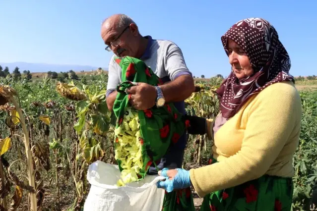 Bamya çiçeği hasadına başlandı! Kurusunun kilosu 200 liraya satıldığı için Çeyrek altın olarak adlandırılıyor Bamya çiçeği hasadına başlandı! Kurusunun kilosu 200 liraya satıldığı için Çeyrek altın olarak adlandırılıyor