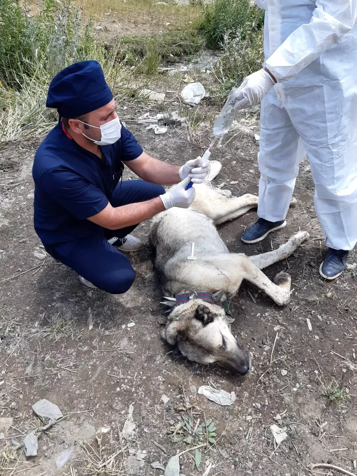 Ayı saldırısına uğrayan köpek yaralandı