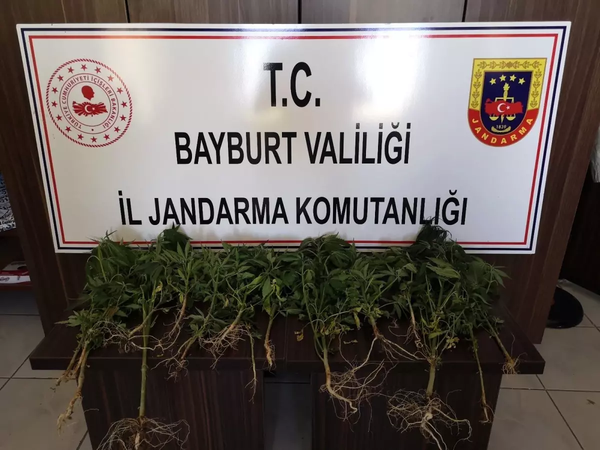 Bayburt\'ta bir miktar kenevir ele geçirildi