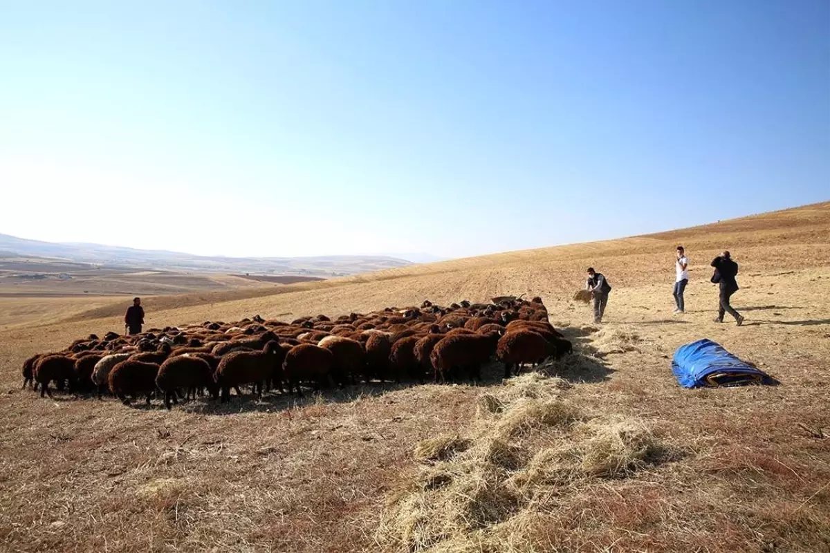 Bayburt\'ta küçükbaş hayvan sayısında 1 yılda 5 kata yakın artış sağlandı