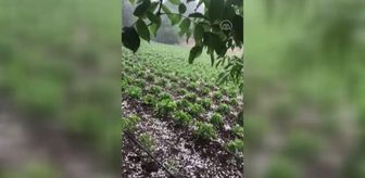 Erdemli'de dolu tarım alanlarına zarar verdi