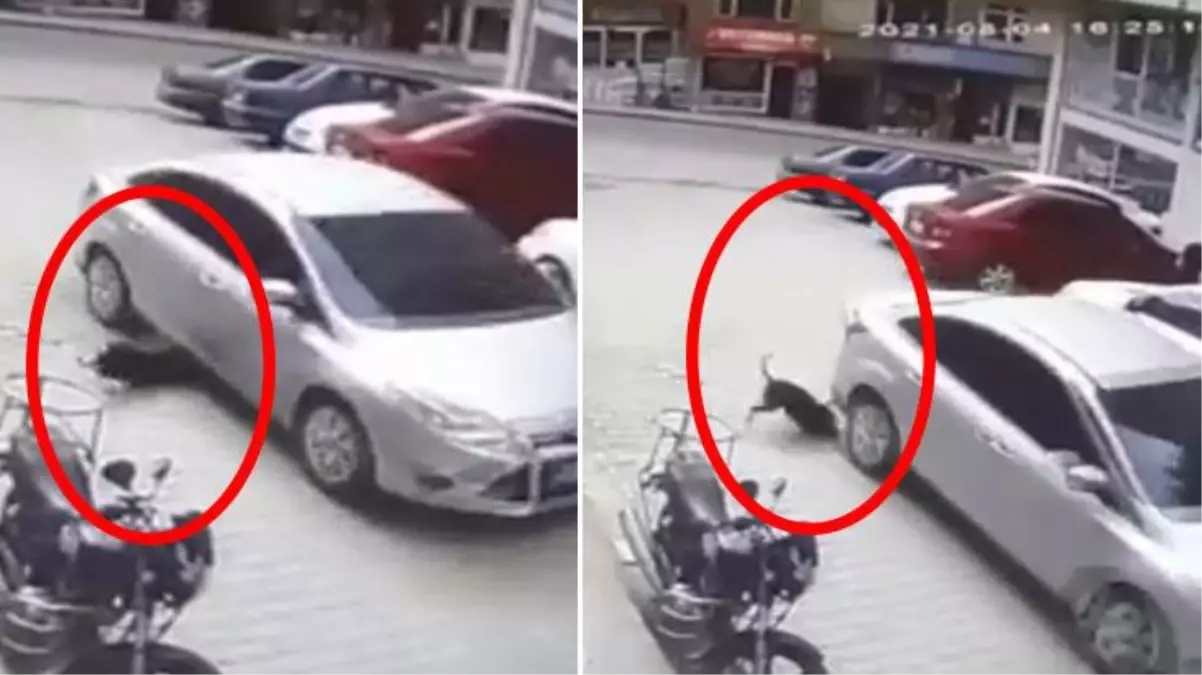 İzleyenlerin içi sızladı! Köpeği göz göre göre ezip, arkasına bile bakmadan kaçtı