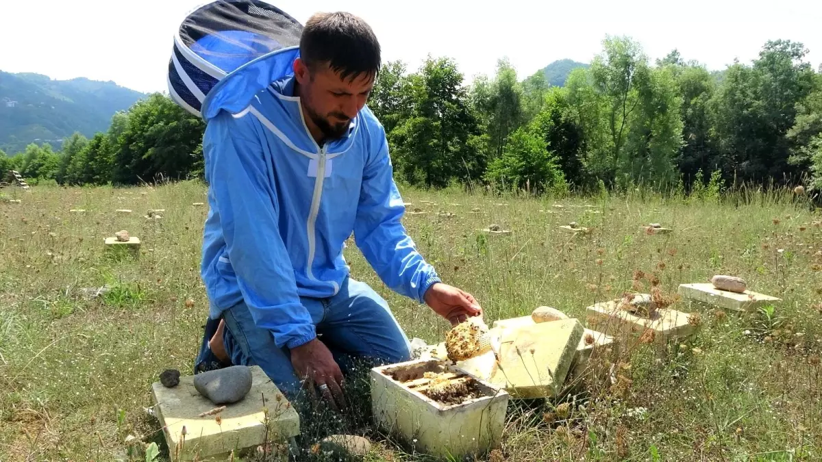 Ordu\'da \'kraliçe arı\' üretimi her geçen gün artıyor