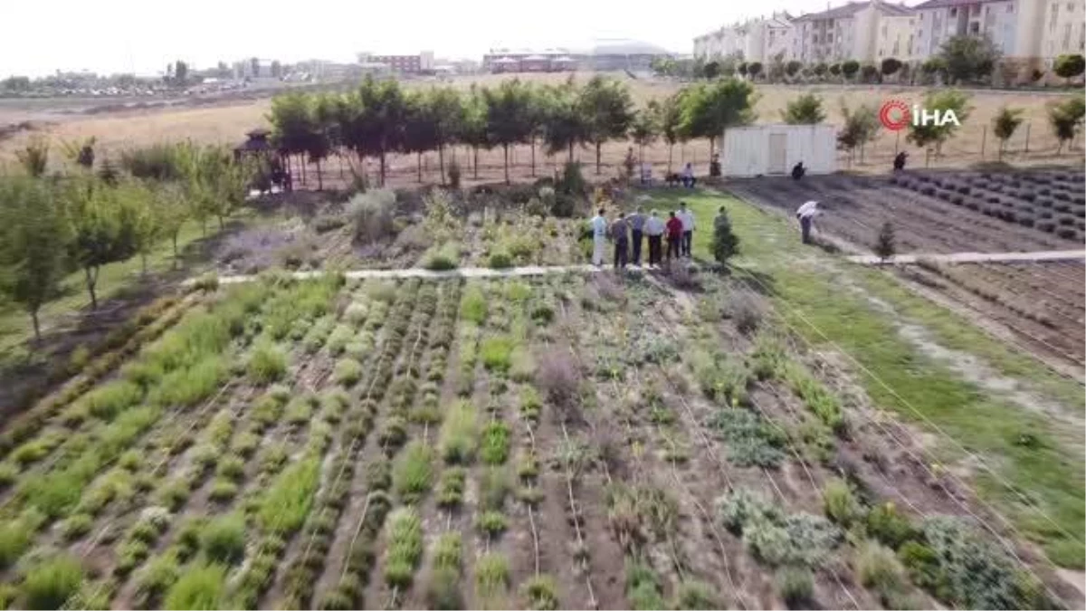 Son dakika: Van Gölü kıyısında tıbbi bitkilerin hasat bayramı