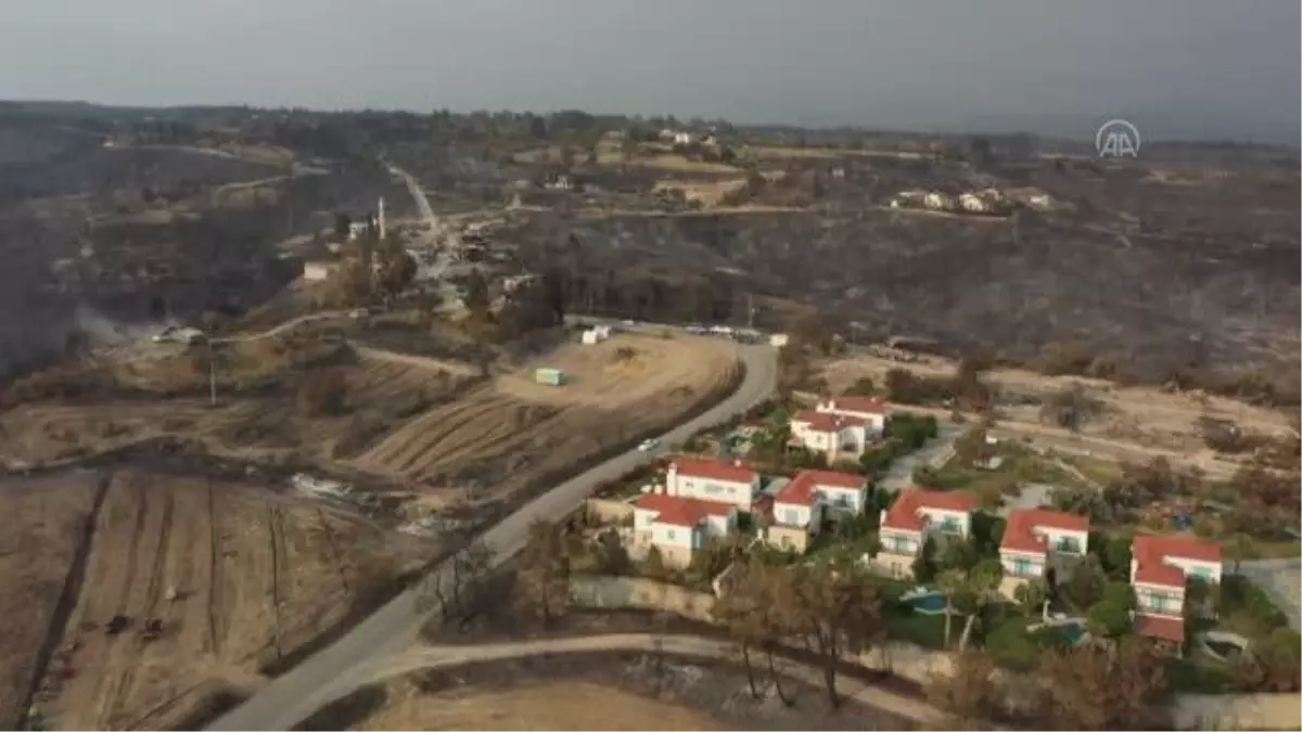 Yangında zarar gören asırlık zeytin ağaçları sergilenecek