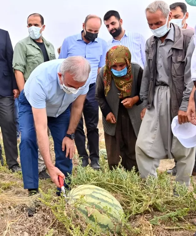 Diyarbakır'da yarışacak tescilli karpuzların hasadı başladı