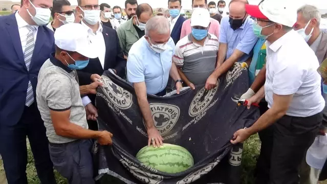 Diyarbakır'da yarışacak tescilli karpuzların hasadı başladı