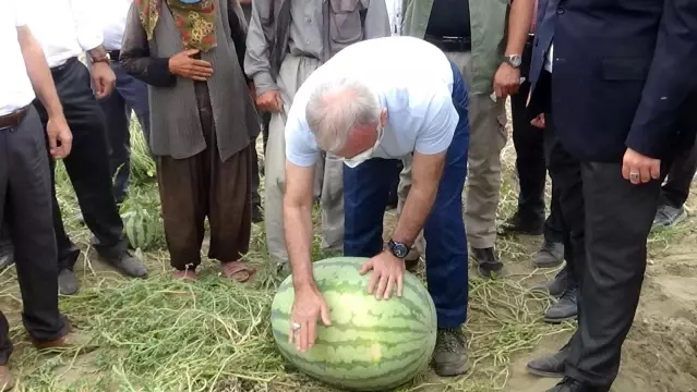 Diyarbakır'da yarışacak tescilli karpuzların hasadı başladı