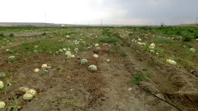 Diyarbakır'da yarışacak tescilli karpuzların hasadı başladı