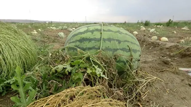 Diyarbakır'da yarışacak tescilli karpuzların hasadı başladı