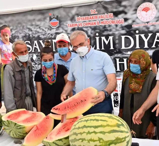 Diyarbakır'da yarışacak tescilli karpuzların hasadı başladı