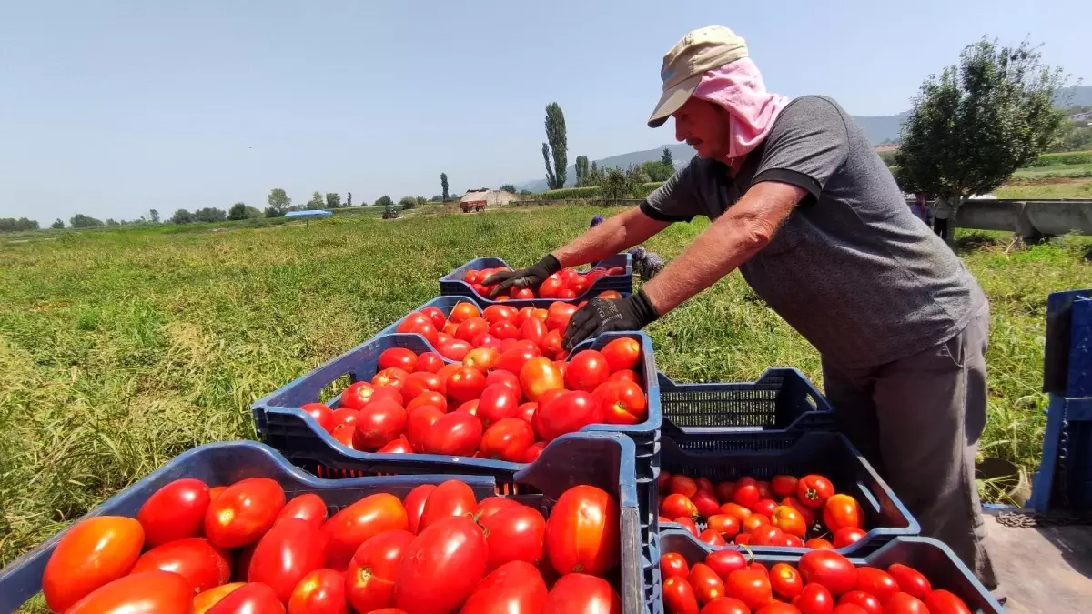 Domates üreticisi isyanda! Kilosu tarlada 50 kuruş, markette 5 lira