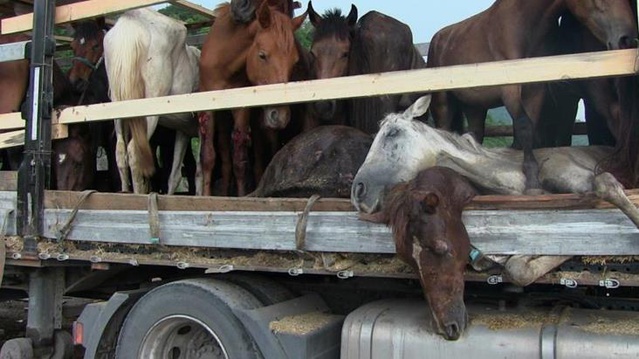 Düğünde kesilecek atlar hastalanınca, yol kenarında ölüme terk edildi Düğünde kesilecek atlar hastalanınca, yol kenarında ölüme terk edildi