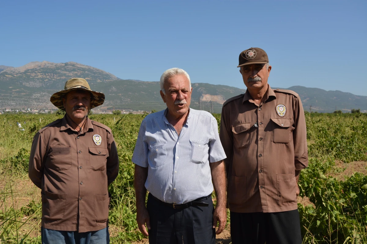 Gaziantep\'te hasadına başlanan üzümler hırsızlığa karşı 6 bekçiyle korunuyor