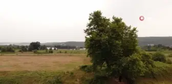 İki imparatorluk gören 641 yaşındaki çınar ağacı asırlara meydan okuyor