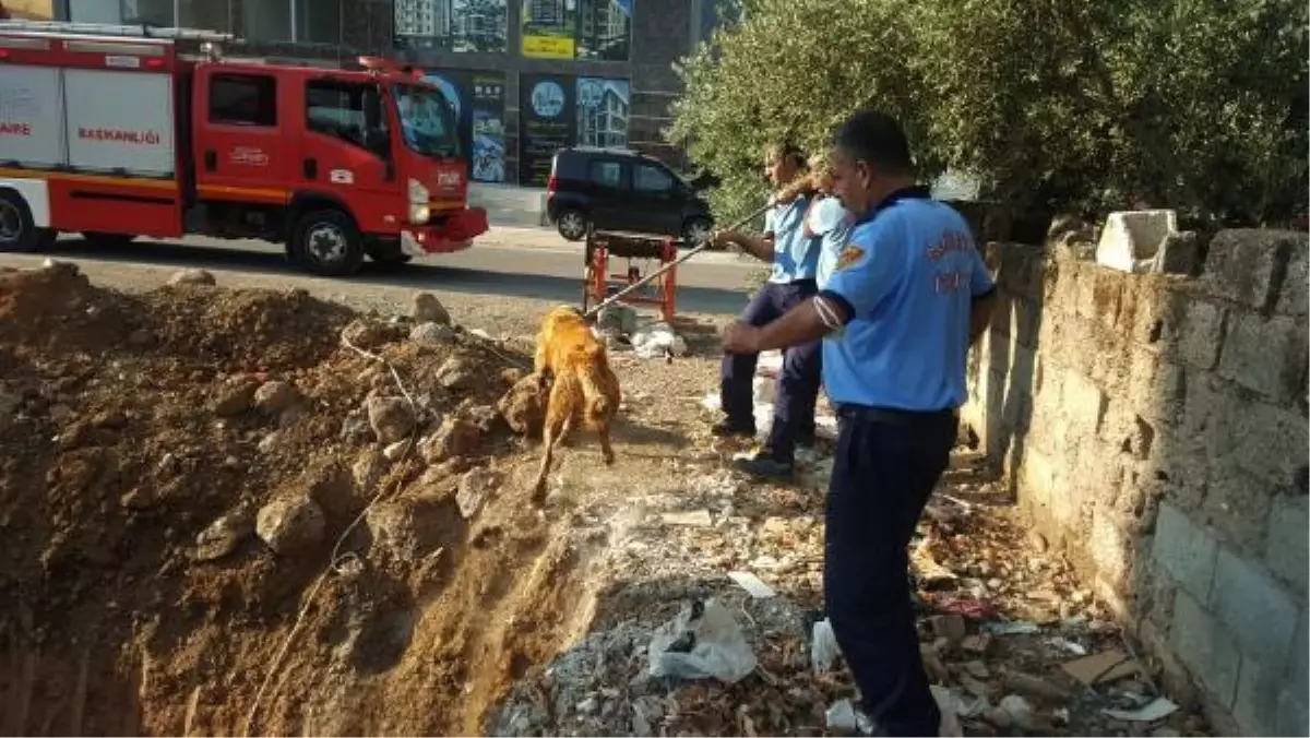 İNŞAAT ALANINDA TEMEL İÇİN AÇILAN ÇUKURA DÜŞEN KÖPEK KURTARILDI