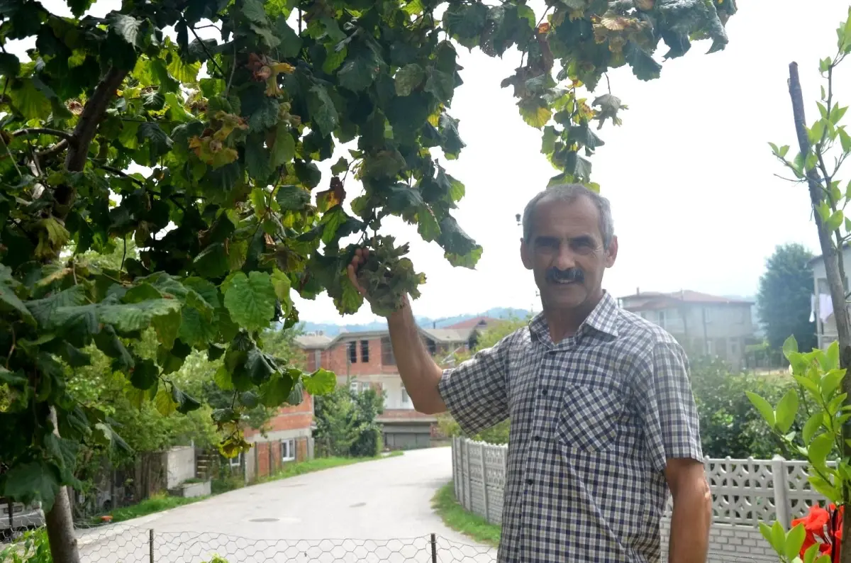 Karadeniz\'de düdük fındık için çaldı