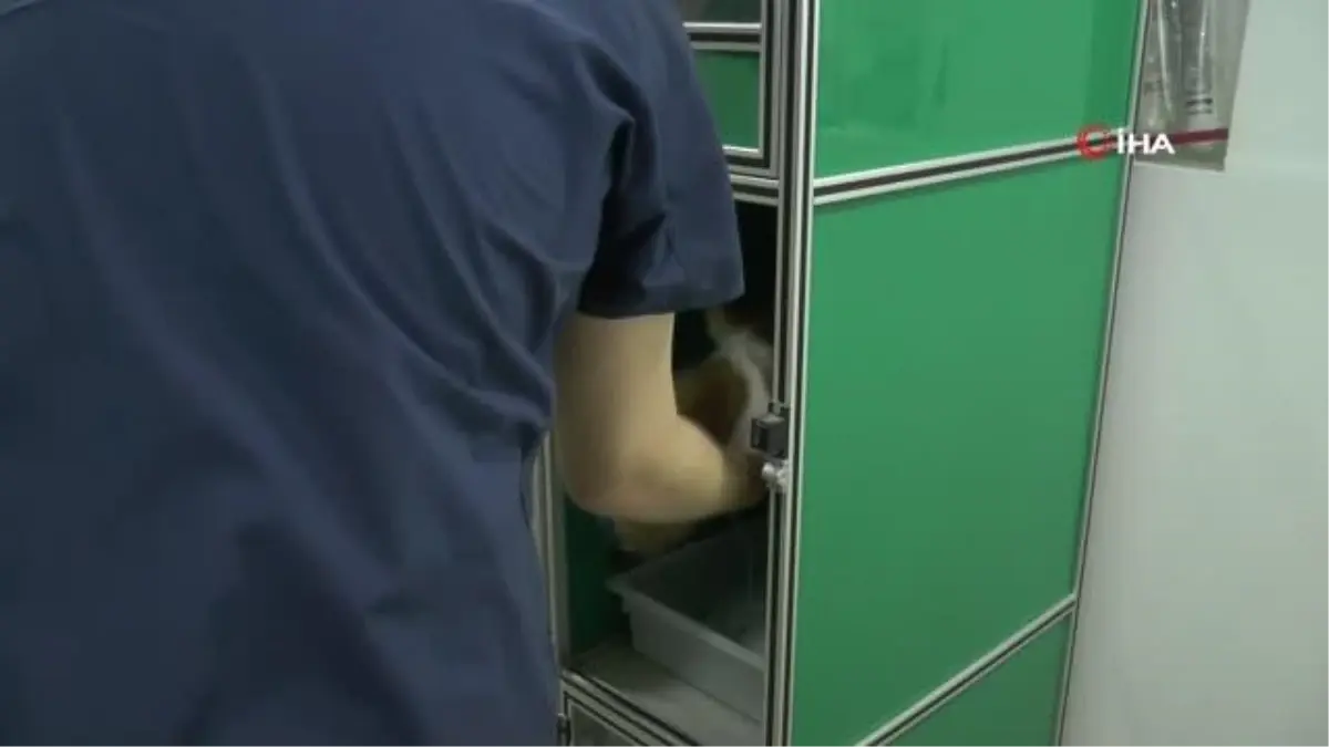 Muğla\'daki yangınlarda yaralanan kedi Eskişehir\'de tedavi altında