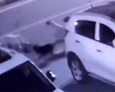 Rize'de sokak köpekleri saldırdıkları kadını yerlerde sürükledi