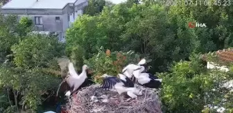 Yaren'in yavrusu Beşnumara yuvadan uçtu...Halka ile uydudan böyle takip ediliyor